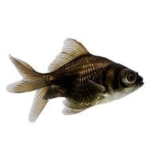 Black Salty's - Hamilton Bait and Tackle