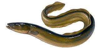 Eel - Hamilton Bait and Tackle