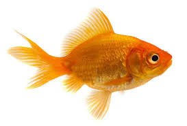 Goldfish - Hamilton Bait and Tackle