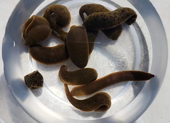 Leeches - Hamilton Bait and Tackle
