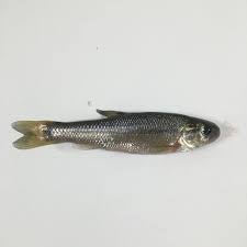 Minnows - Hamilton Bait and Tackle