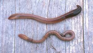 Nightcrawlers - Hamilton Bait and Tackle