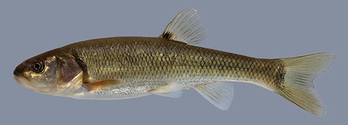 Sucker Chubs - Hamilton Bait and Tackle