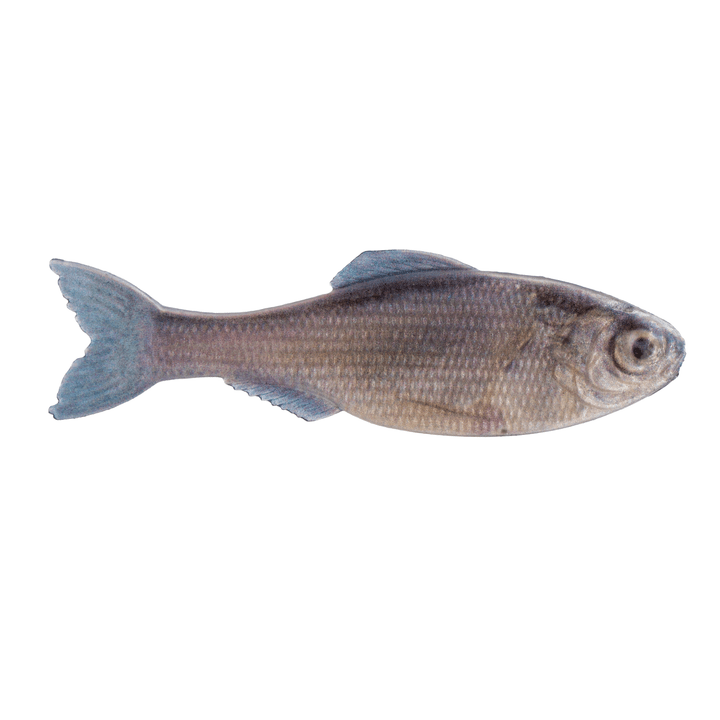 6th Sense Panorama - Hamilton Bait and Tackle