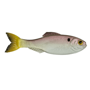 6th Sense Panorama - Hamilton Bait and Tackle