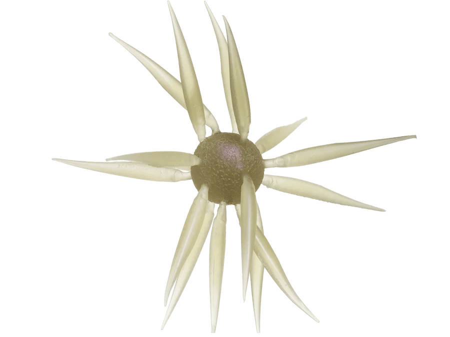 HideUp Coike Fish Elastomer L - Hamilton Bait and Tackle