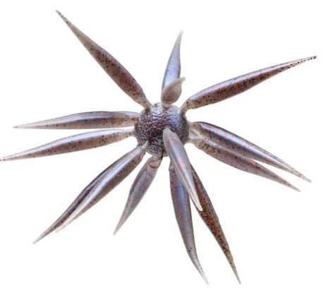 HideUp Fish Elastomer M - Hamilton Bait and Tackle