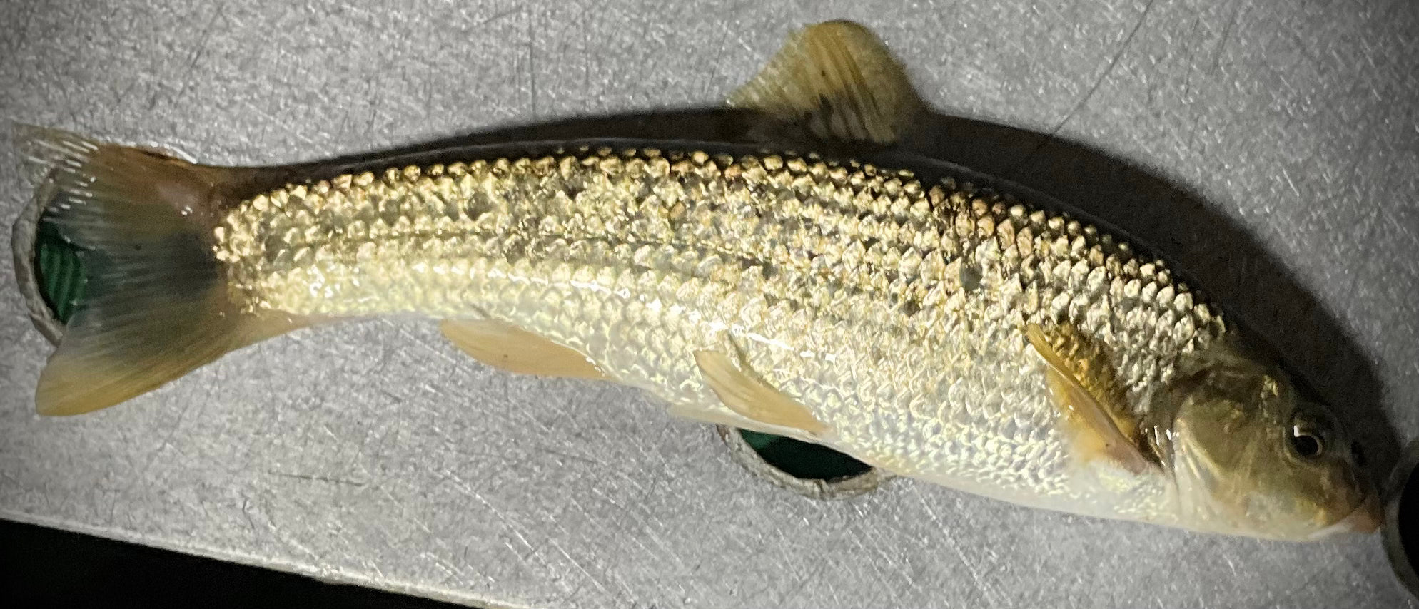Mullet