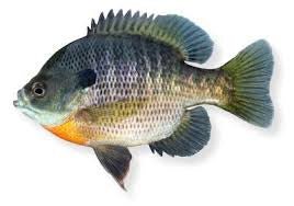 Bluegill - Hamilton Bait and Tackle