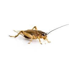 Crickets - Hamilton Bait and Tackle