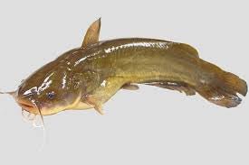 Yellow Bellies - Hamilton Bait and Tackle